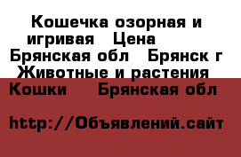 Кошечка озорная и игривая › Цена ­ 100 - Брянская обл., Брянск г. Животные и растения » Кошки   . Брянская обл.